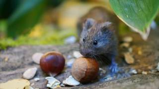 Ameri-Tech Pest Control Decatur TX 76234 Rodent Control
