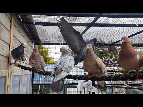 2021-04-27 All change in the aviary for the pigeons, new baths, grit pick pots and feed on the floor