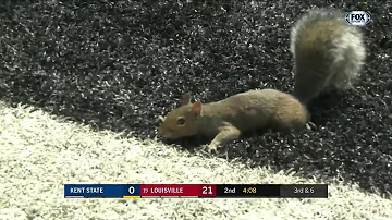 Instant Classic: Squirrel scores touchdown in Louisville-Kent State game