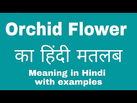 Orchid Flower Meaning in Hindi/ Orchid Flower ka matlab kya hota hai