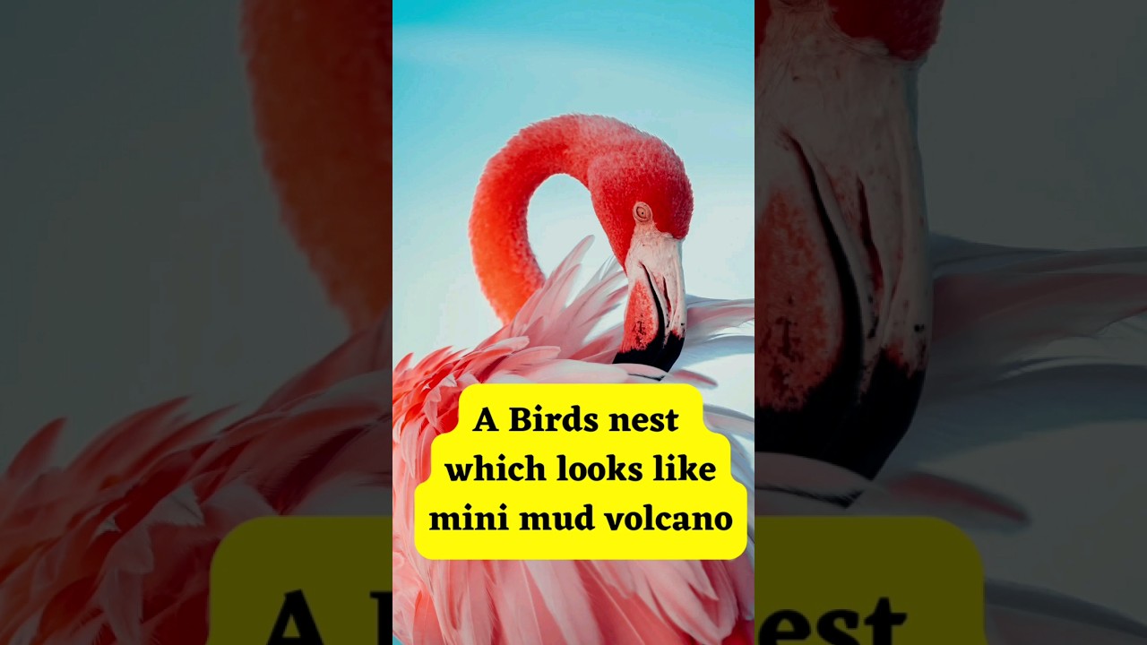 Flamingos unique nest 