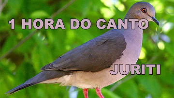 Como é o canto de uma Juriti?