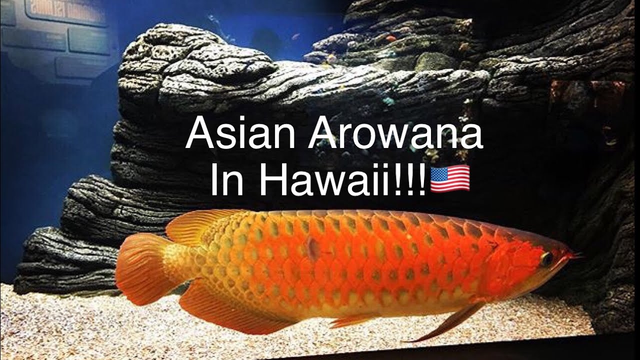 Asian Arowana In Hawaii!!! Seeing My First Asian Arowana! - YouTube