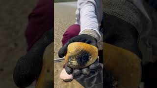 AKHIRNYA KETEMU LAGI KERANG BABONNYA‼️😍#mamahnada #carikerang #balikpapansudah #ngeshortsbareng