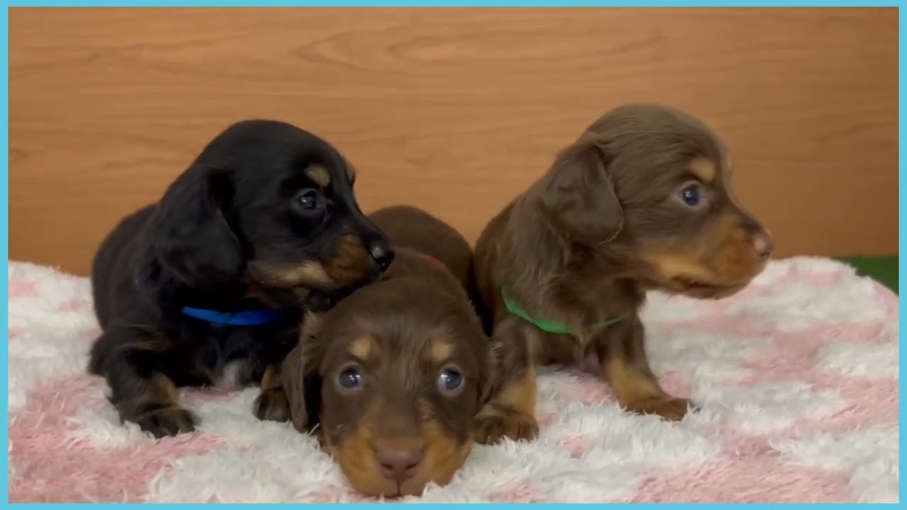 745158 M・ダックスフンド - YouTube