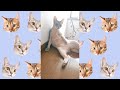 階段でスコ座りする猫（ベンガル猫とアビシニアン）BEST FUNNY CATS&KITTENS #shorts