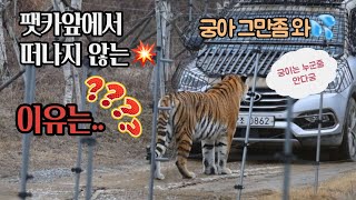 [2024,1,20] 궁이가 팻카🚘앞에서💓망부석이🚨된 사연은🐯