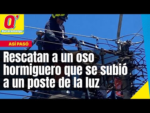 Rescatan a un oso hormiguero que se subió a un poste de la luz en Bucaramanga