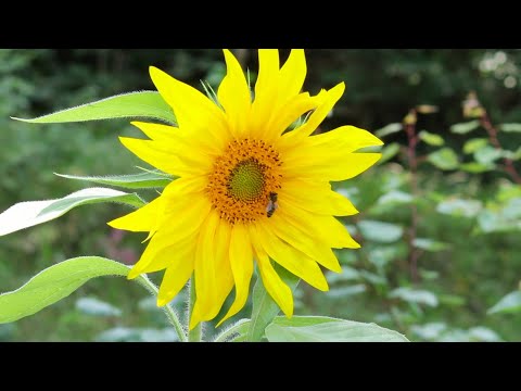 საკვირაო ქადაგება - მამა ბენიამინი (08.08.21 წ.)