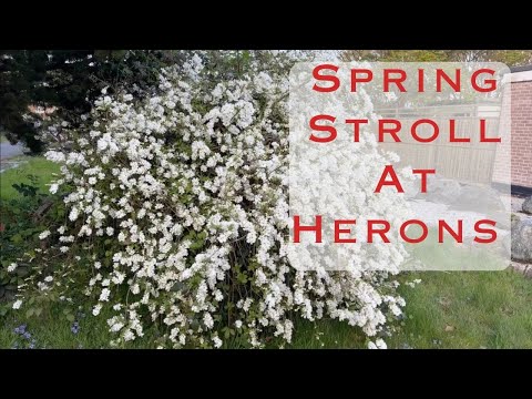 Spring Stroll At Herons