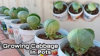 Easy Way to Grow Cabbage in Pots / How to Grow Cabbage in Pots at Home