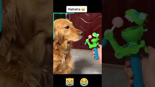 funny animals videos 🤣 part 2 #funny #animals #music #perfect