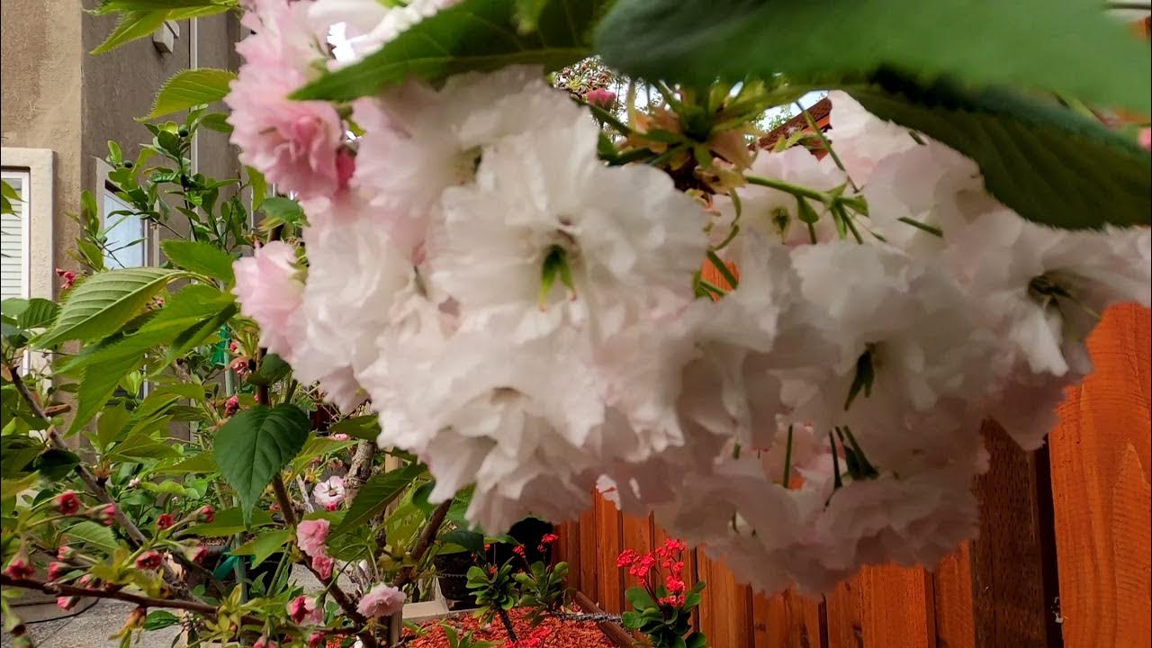 Angel’s Blush Flowering Cherry Tree (Part 1: The Beginning…) - YouTube