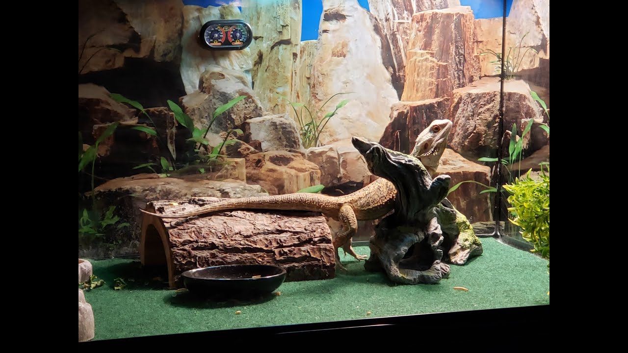 Take care of your pets - YouTube