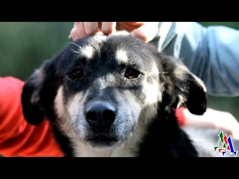 ОГРОМНАЯ уличная СОБАКА