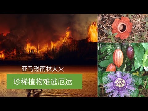 A fire in the amazon rainforest doomed rare plants！TOP8 Amazon rainforest&rsquo;s exotic and rare plants!