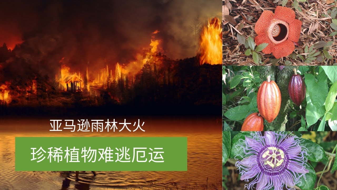 亚马逊森林大火珍稀植物难逃厄运 Top8亚马逊雨林的奇异珍稀植物 Youtube