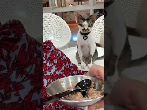 고양이 카페 방문하다 #고양이카페 #명지국제신도시 #고양이브이로그