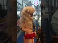 Thai dog❤Chatuchak Weekend Market! so cute na! 9Jan2022 #shorts #dog