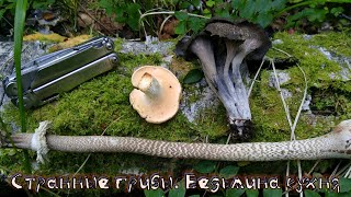 Очень странные грибы: их точно можно есть?