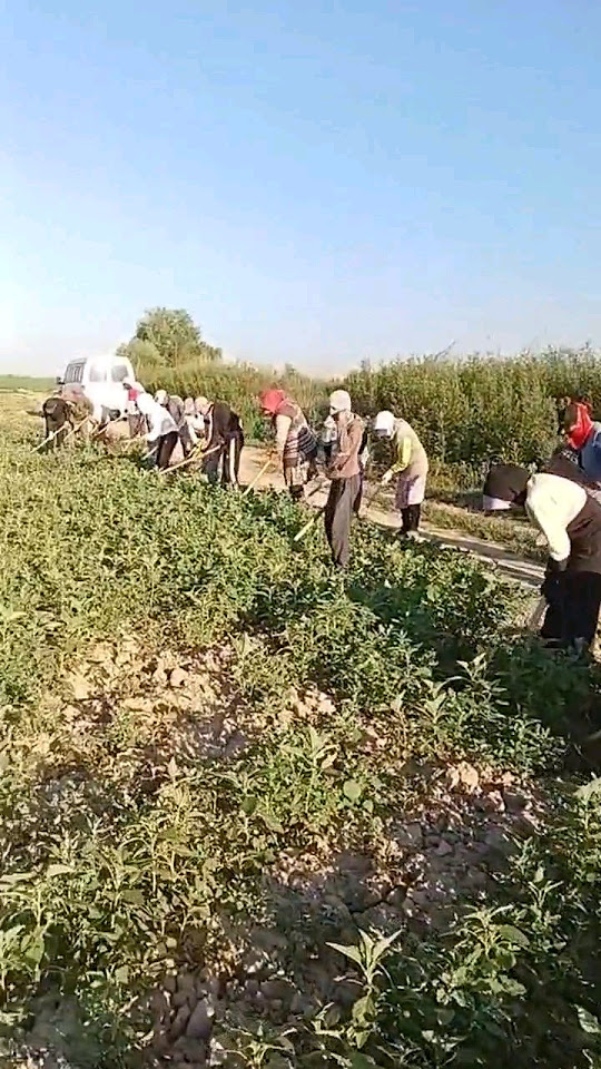 Прополка 🍉 - YouTube
