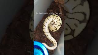 Sting like a 🐝! #boxing #mma #meismorphs #snake #ballpython #morphs #feedings #bumblebee #shorts