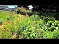 Overgrown Property Mowing [CAUTION: 4ft Weed Jungle]