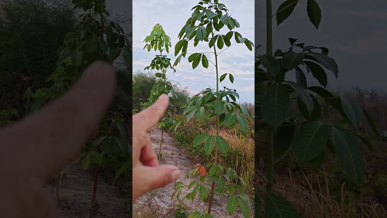 6-7 เดือนโตประมาณไหน ยางพาราให้ปุ๋ยเต็มที่ ปลูกด้วยยาง 2 ฉัตร