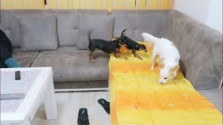 Introducing New Dog  New Dog in the House Test [Miniature pinscher] [Cute reaction]