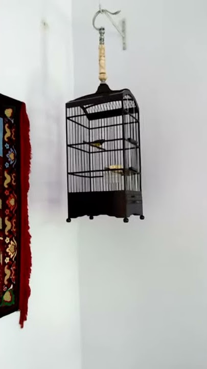 Kolibri Sogon dikeplokin kaget refleknya minta ampun