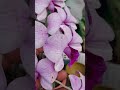 ✨️Orchid Blooming 🌸👱‍♀️#flowers #trending #naturelove#gardening🪴#ytshorts