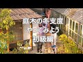 どか雪対策 庭木の冬支度　簡単初級編　細い枝の場合