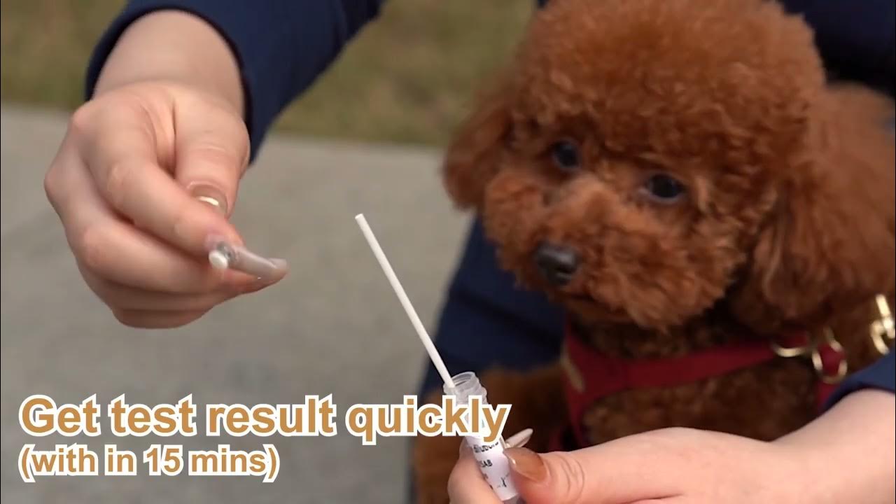 FDA CE lateral flow home use cat dogs pet rapid test kit CDV Toxo FPV