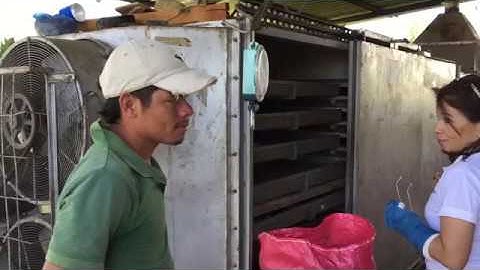 Cacao beans: Sun dried vs. Mechanical dryer