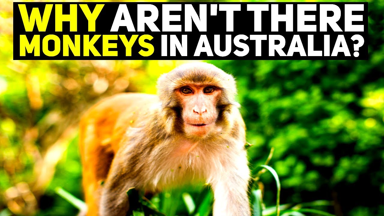 Почему в Австралии нет обезьян?