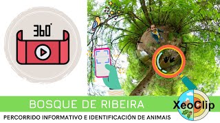 O Bosque de Ribeira | XeoClip 360º by XeoClip 871 views 1 year ago 12 minutes, 34 seconds