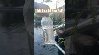 I did what to my pool? Adding over 50 new fish to the pool to #pond conversion!#koi #fish #ecosystem