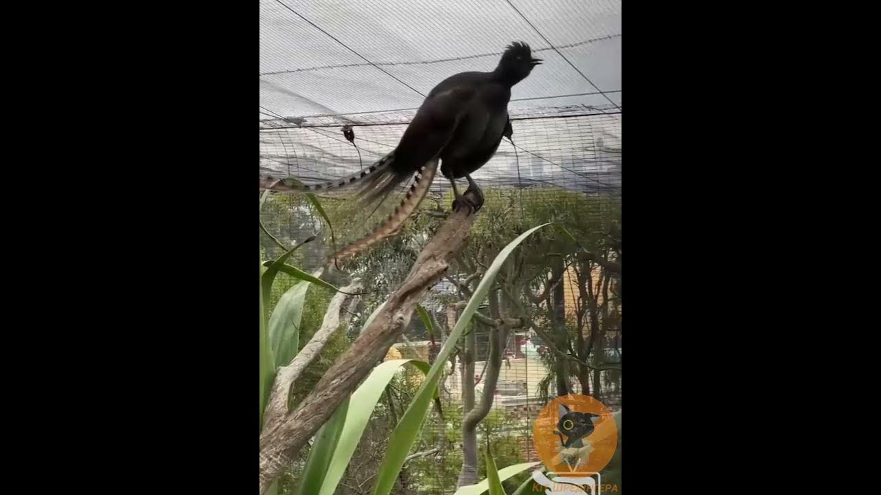 @кіт шредінгера - YouTube
