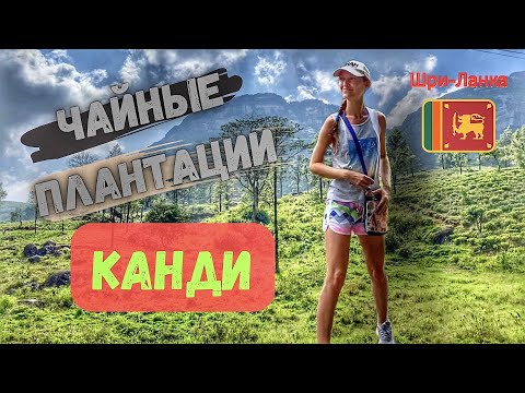 ШРИ-ЛАНКА | КАНДИ: Чайные плантации, рынок