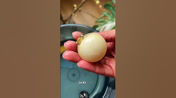 Amazing Skills Of Blowfish