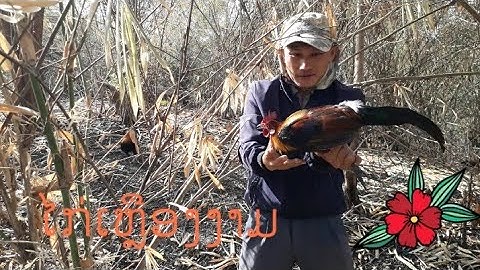 ต่อไก่ป่า dib qaib qus tau ib tug lau daj zoo nkauj heev 12/02/2022.