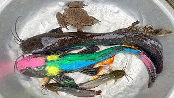 Kem Chanel đi bắt cá trời mưa được cá trê, cá chép, con vịt, con ếch, cá vàng, cá sấu, thả bể bơi