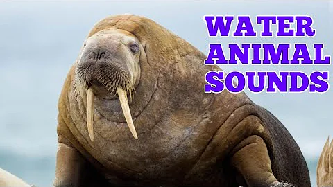 Animal Sounds for Children ( 11 Amazing Animal) Animals Sound For Kids | with animals name for kids 