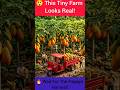 Ultra Realistic Mini Papaya Farm🤯 #shorts #tinyfarming#minifarm