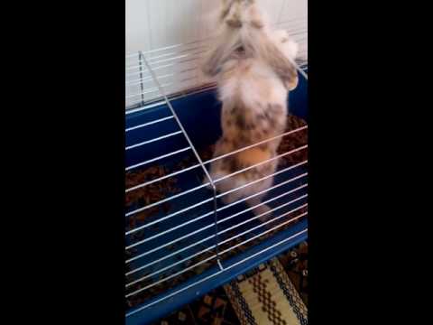 Видео: Как да спрем зайците да дъвчат нещата