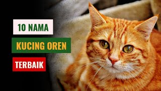 10 nama kucing oren pilihan | cocok untuk nama kucing orenmu
