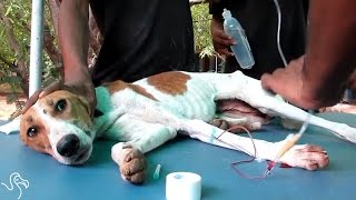 Dog Stuck In Well For Days Is Finally Rescued