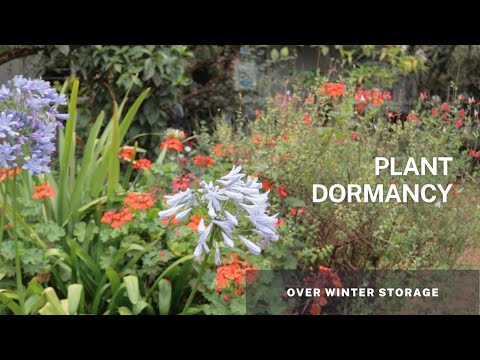 ვიდეო: ზოლიანი და ლაქებიანი ზამთრის მწვანე - შეიტყვეთ ბაღებში Pipsissewa მცენარეების გაშენების შესახებ