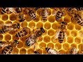 Грызут ли пчёлы пенопласт или делаю корпус из сендвич-панели 32 мм.