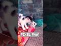 Cute Kitten enjoy their fun time. #catshorts #kitten #cats